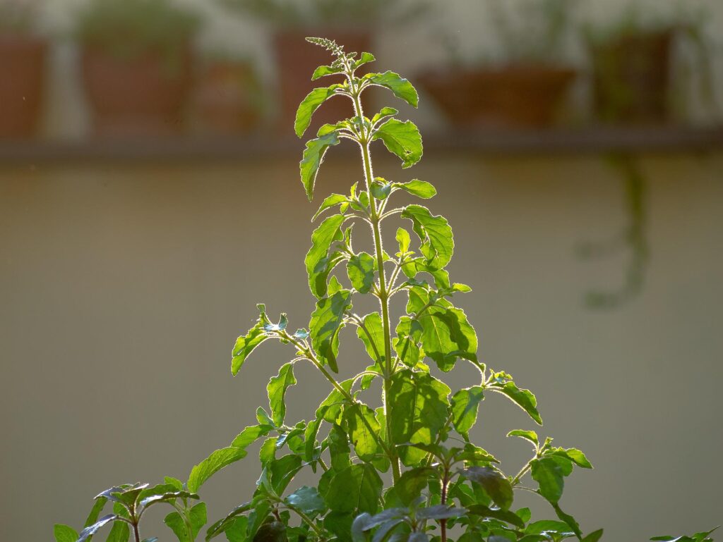benefits of tulsi plant at home